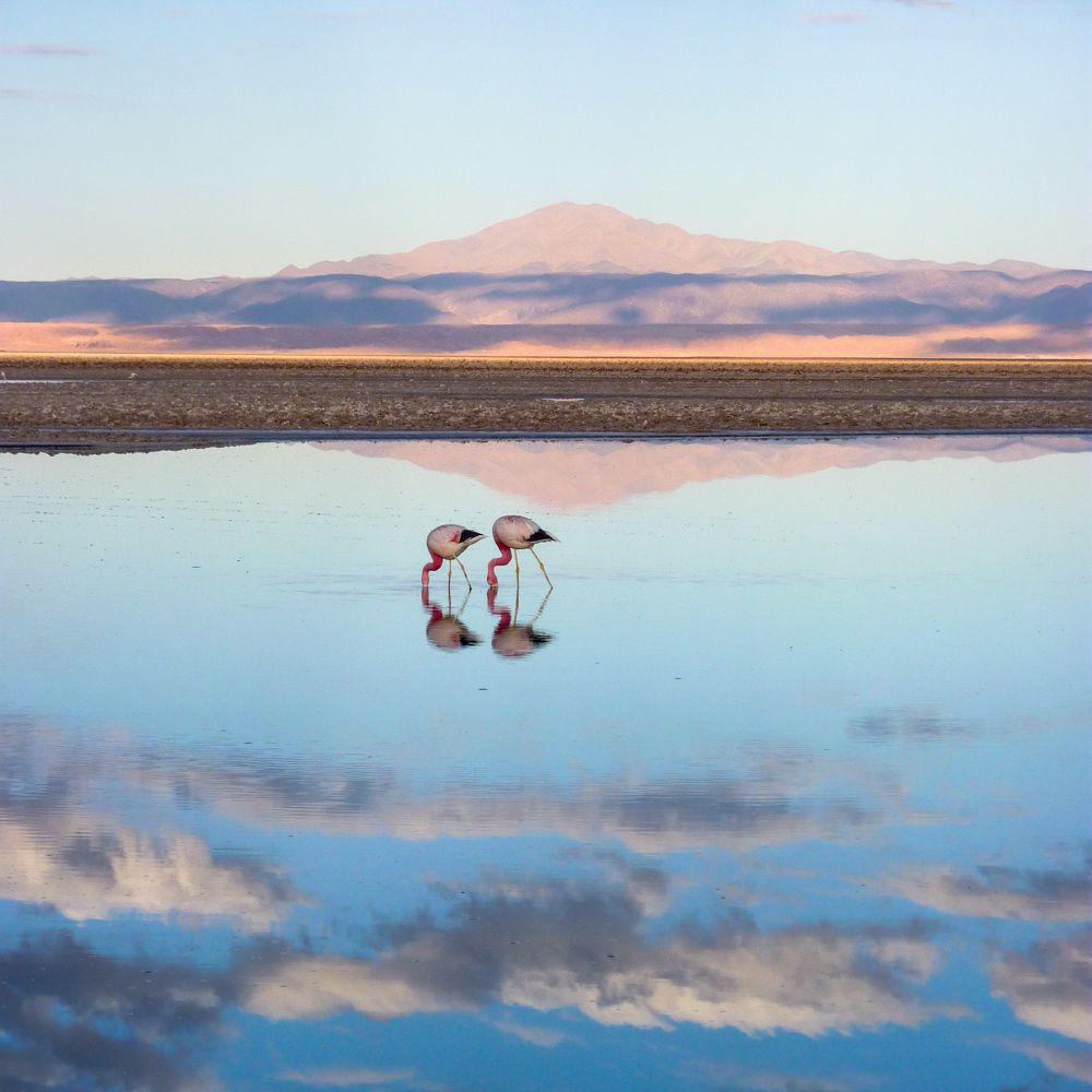 Two flamingos feeding in still water reflecting a desert mountain