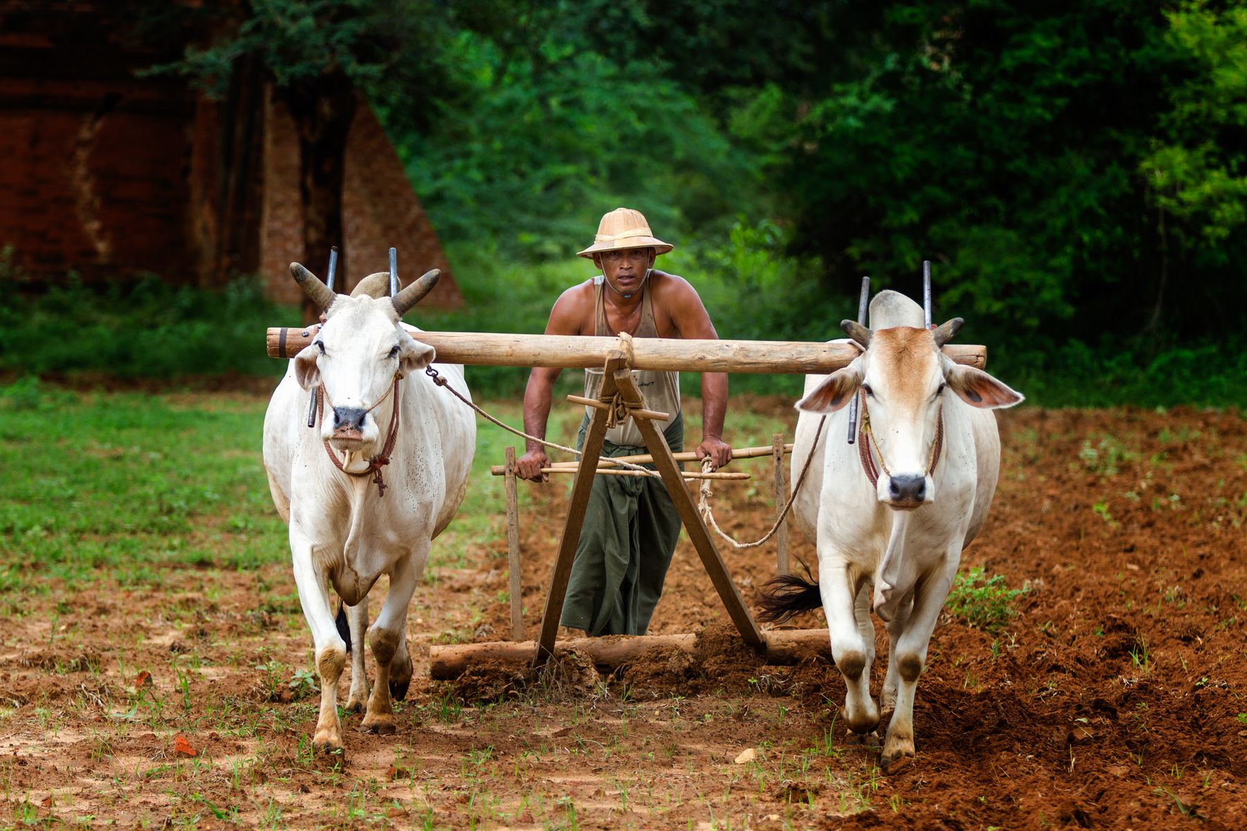 Farmer guiding two white oxen pulling a wooden plough
