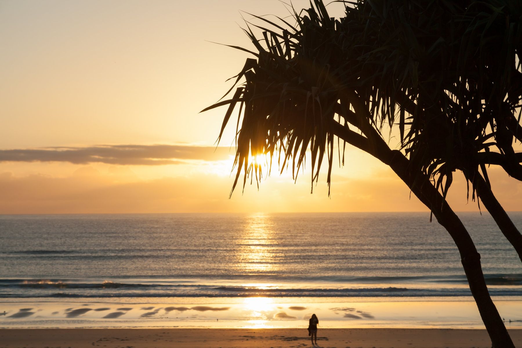 Sun rising over the ocean through pandanus leaves, a lone figure on the sand