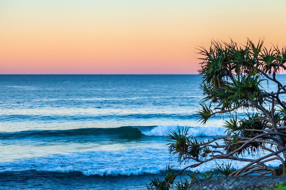 Clean wave rolling in under a pink dusk sky, framed by a pandanus tree